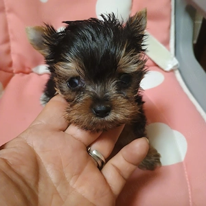  Yorkshire Terrier Mini Toy 3 luni - imagine 2