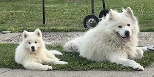 De vânzare pui de Samoyed  - imagine 3