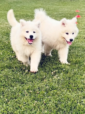 De vânzare pui de Samoyed  - imagine 2