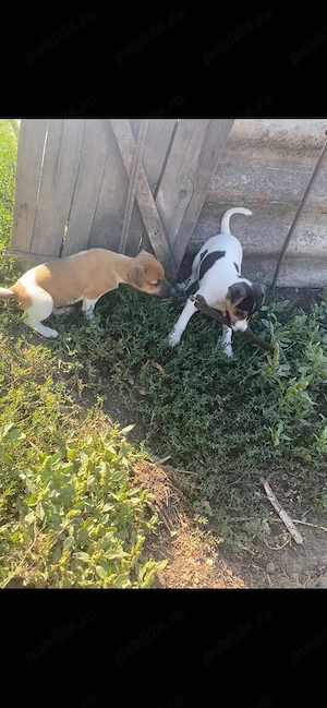 disponibili pereche  Jack Russell terrier  - imagine 2