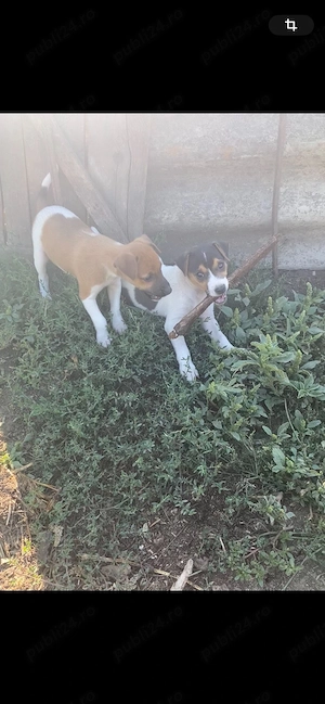 disponibili pereche  Jack Russell terrier 