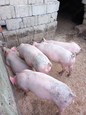 vand purcei