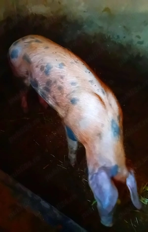 Vând scroafă metis Duroc