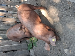 Duroc 60 kg - imagine 4