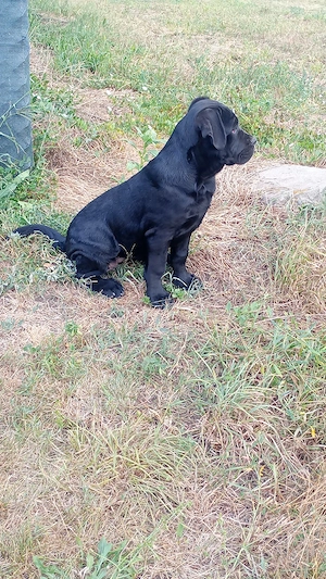 femela Cane corso 