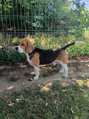 Pui beagle disponibili- Bucuresti si Dambovita - imagine 5