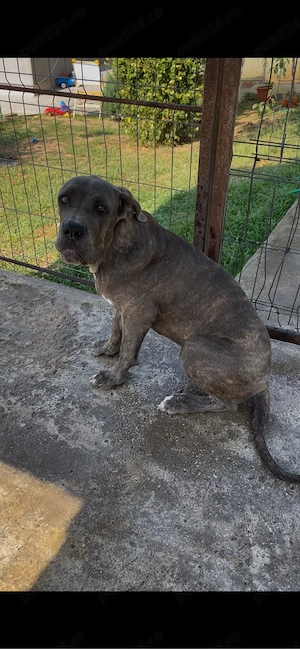 Cane Corso - imagine 2