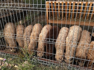 Berbecuți tineri