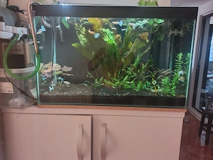 Guppy Albino Blue Topaz 