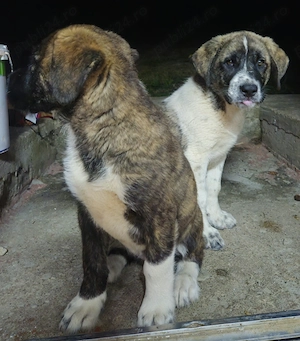 Caini de vanzare,kangal si asia central - imagine 3