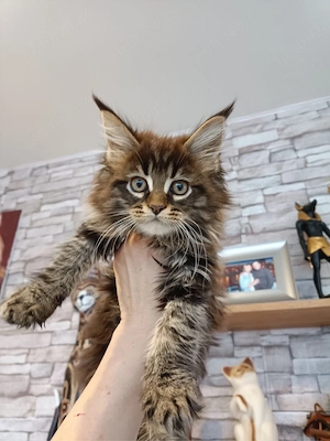 Maine coon pui