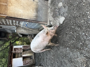Vand scroafa aprox 280 300 kg - imagine 3