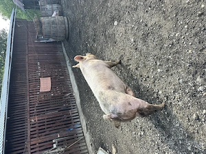 Vand scroafa aprox 280 300 kg - imagine 2
