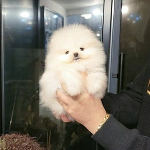 Avem disponibilă o cățelușă din rasa Pomeranian, cu pedigree. - imagine 2