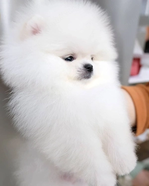 Vând mascul Pomeranian, vârsta 2.5 luni, - imagine 4