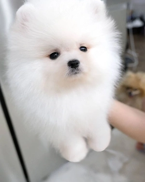 Vând mascul Pomeranian, vârsta 2.5 luni, - imagine 3