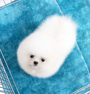 Vând mascul Pomeranian, vârsta 2.5 luni, - imagine 2