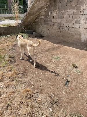 Kangal femelă jud.Cluj