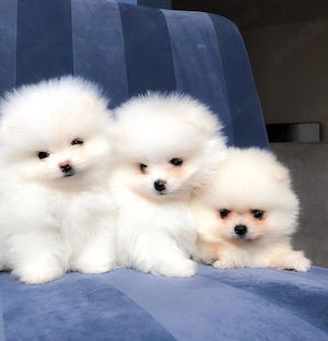 Pomeranian de vânzare - imagine 2