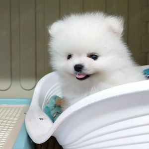 Pomeranian de vânzare - imagine 3