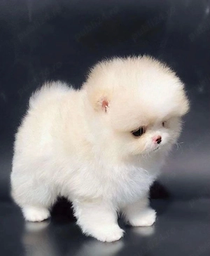 De vânzare o superbă femelă Pomeranian.  - imagine 2