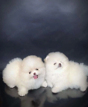 De vânzare o superbă femelă Pomeranian.  - imagine 4