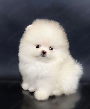 De vânzare o superbă femelă Pomeranian.  - imagine 3