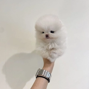 Vand pui Pomeranian, mascul, foarte frumos, rasa pura - imagine 4