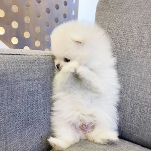 Vand pui Pomeranian, mascul, foarte frumos, rasa pura - imagine 2