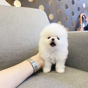 Vand pui Pomeranian, mascul, foarte frumos, rasa pura - imagine 3