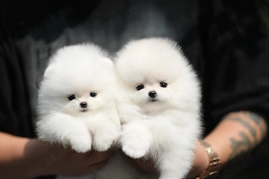 Pomeranian Boo Mini Toy, în vârstă de 3 luni, cu talie foarte mică. - imagine 2