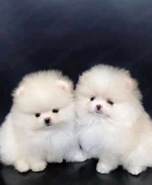 Pomeranian Boo Mini Toy, în vârstă de 3 luni, cu talie foarte mică.