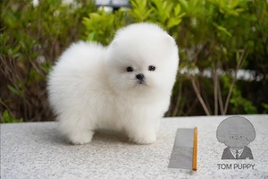 Pomeranian mini - imagine 2