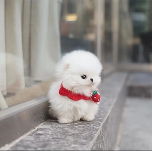 Pomeranian mini