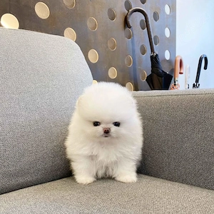 Pomeranian mascul   pui vesel și sociabil - imagine 3