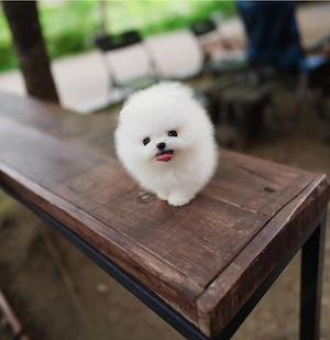 Pomeranian mascul   pui vesel și sociabil - imagine 4