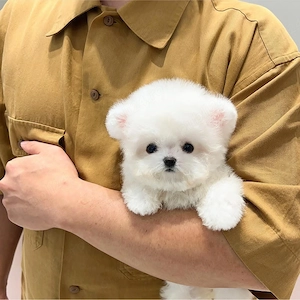 Pomeranian, rasa pura - imagine 2