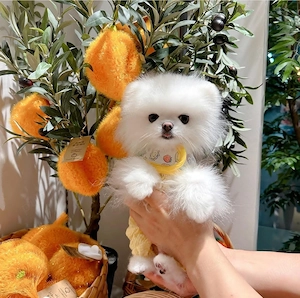 Pomeranian, rasa pura - imagine 3