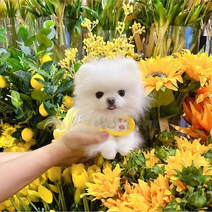 Pomeranian, rasa pura