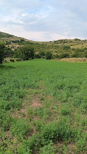 Vând teren intravilan zonă de munte Chiojdu buzău 