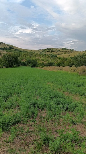 Vând teren intravilan zonă de munte Chiojdu buzău  - imagine 3