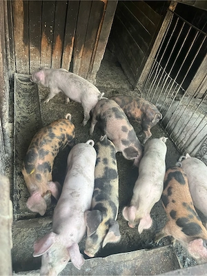 purcei de vanzare 