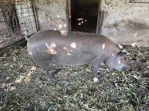Vand porc 300 kg - imagine 2