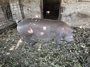 Vand porc 300 kg