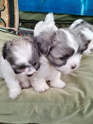 catei bichon havanez