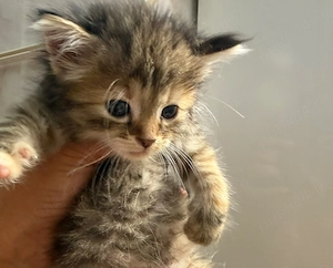 Pisica Maine Coon
