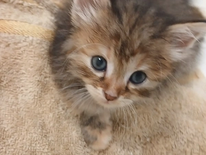 Pisica Maine Coon brown tabby - imagine 4