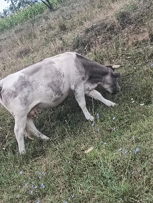 Vand vaca belgiana gestantă  - imagine 5