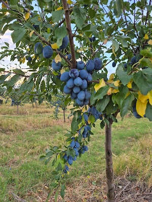 Prune stanley 2,5 lei  kg