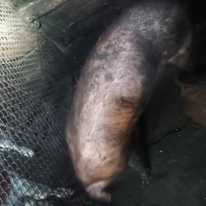 Vier duroc pt reproductie